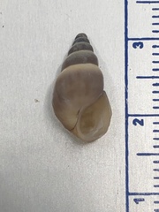 Bithynia tentaculata