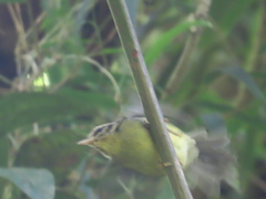 Basileuterus melanotis