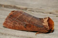 Datana ranaeceps