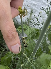 Papilio polyxenes