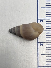 Bithynia tentaculata