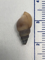 Bithynia tentaculata