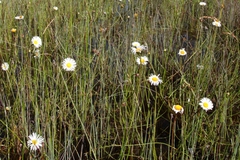 Allittia cardiocarpa