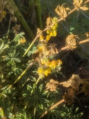 Uresiphita reversalis