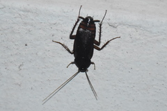 Blatta orientalis
