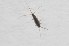 Ctenolepisma lineatum