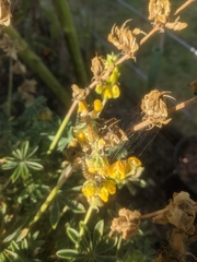 Uresiphita reversalis