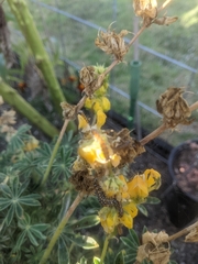 Uresiphita reversalis