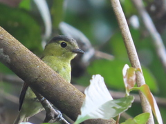 Pachyramphus versicolor