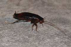 Blatta orientalis