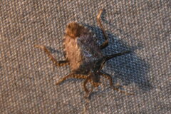 Halyomorpha halys