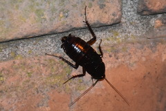 Blatta orientalis