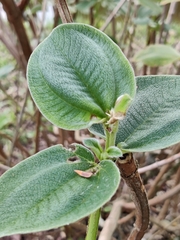 Pleroma heteromallum