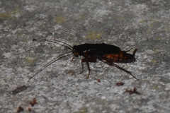 Blatta orientalis