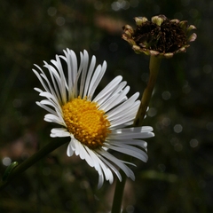 Allittia cardiocarpa