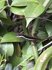 Anolis krugi