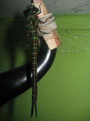 Rhionaeschna psilus