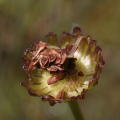 Allittia cardiocarpa