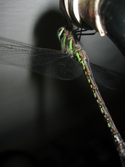 Rhionaeschna psilus