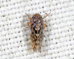 Xestocephalus superbus
