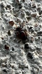 Asagena americana