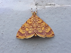 Isocentris filalis