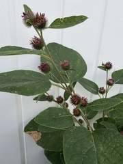 Arctium