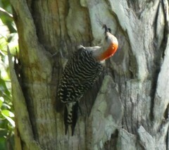 Melanerpes carolinus image