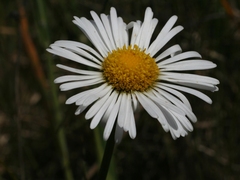 Allittia cardiocarpa