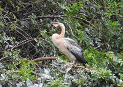 Anhinga novaehollandiae
