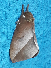 Automeris naranja