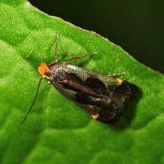 Dichomeris ochripalpella