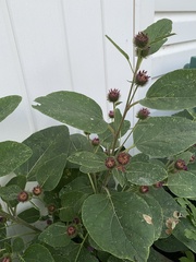 Arctium