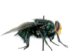 Blepharicnema splendens
