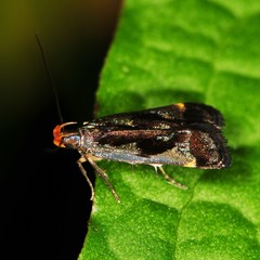 Dichomeris ochripalpella
