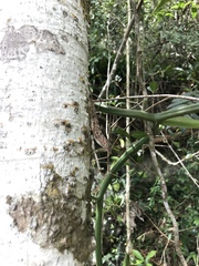 Anolis stratulus
