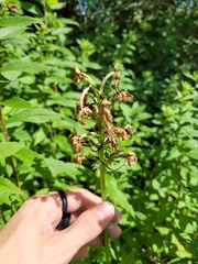 Platanthera grandiflora