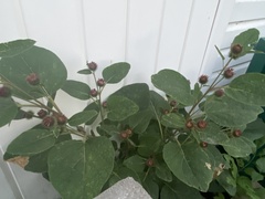Arctium