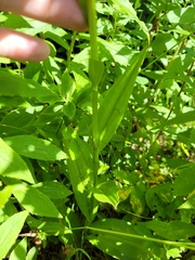 Platanthera grandiflora