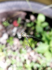 Leucauge regnyi