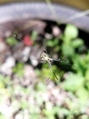 Leucauge regnyi
