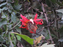 Mutisia lanata