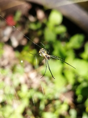 Leucauge regnyi