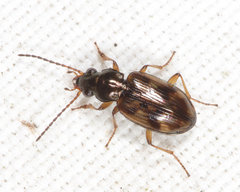 Bembidion castor