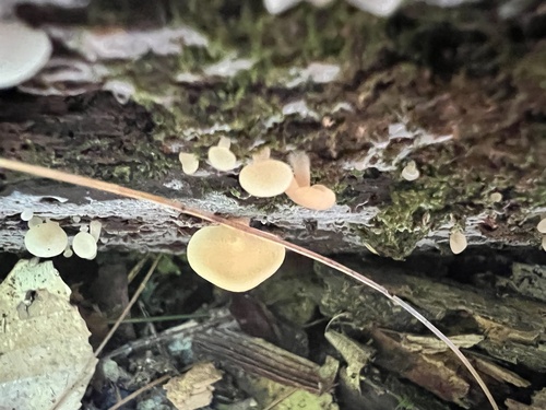 Crepidotus