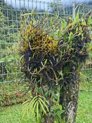 Mediocalcar bifolium