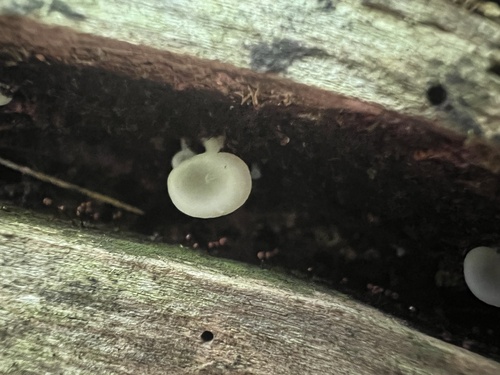 Crepidotus (Photo 2 of 7)
