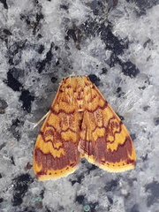 Isocentris filalis