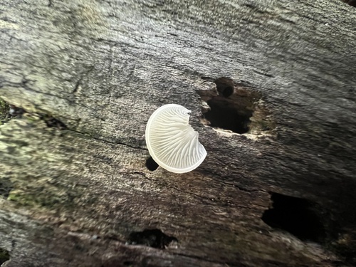 Crepidotus (Photo 3 of 7)