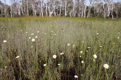 Allittia cardiocarpa